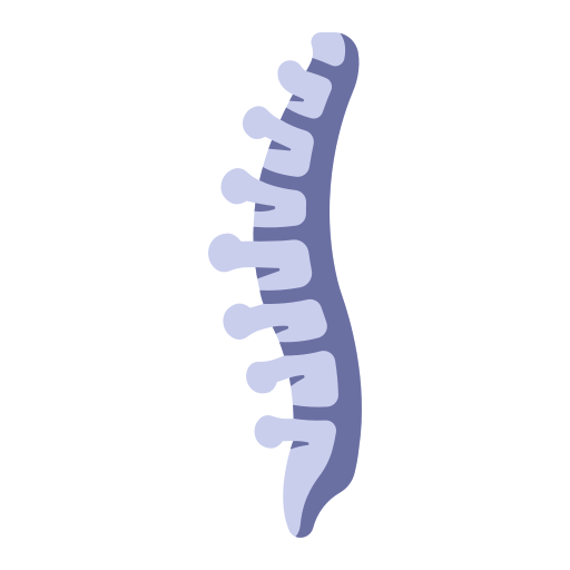 a human spine
